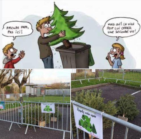 Enclos a sapins 2020